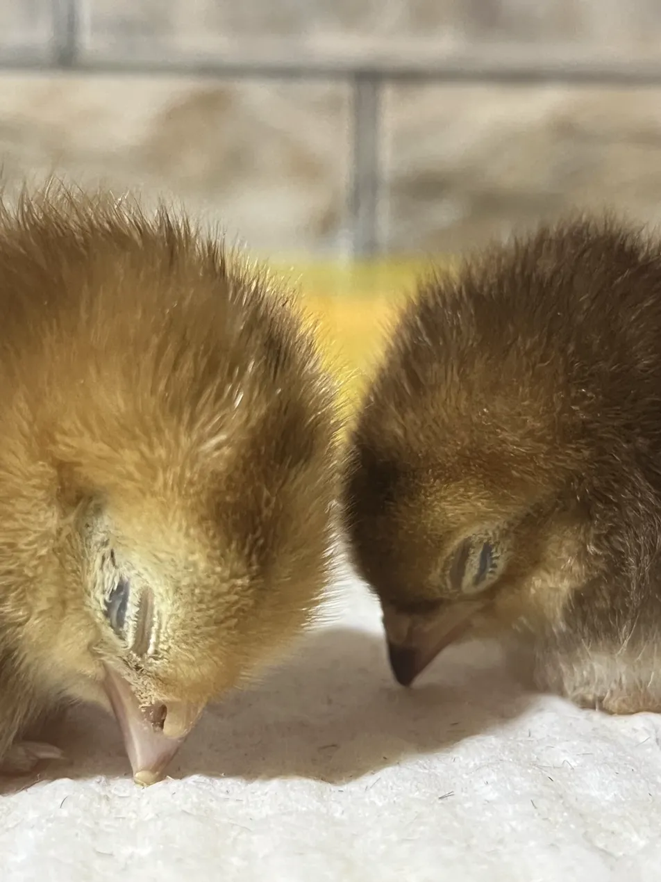 Como saber se meu pintinho Rhode Island Red vai ser vermelho escuro quando crescer?