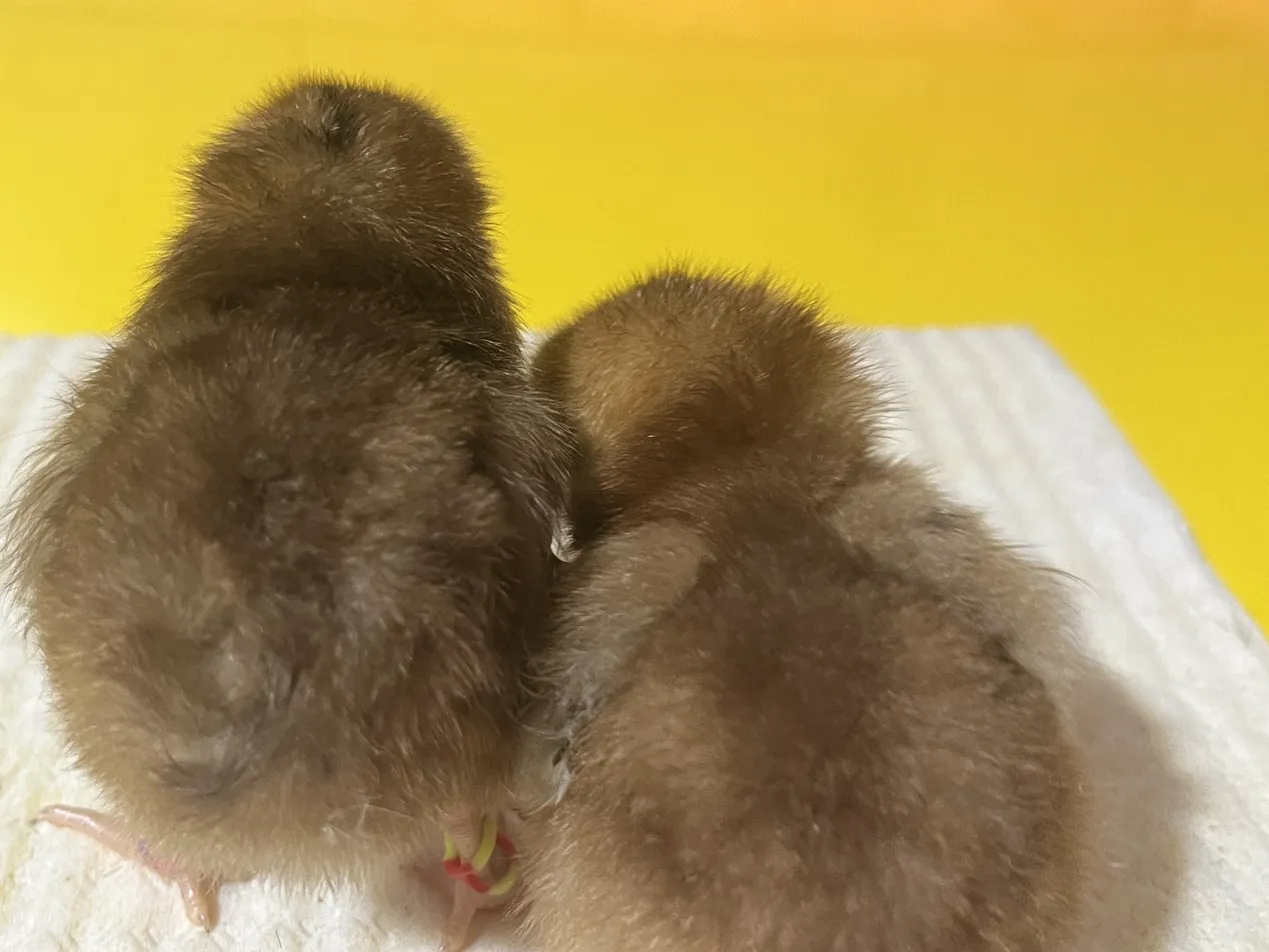 Por que meus pintinhos Rhode Island Red têm a barriga clara e o dorso escuro?