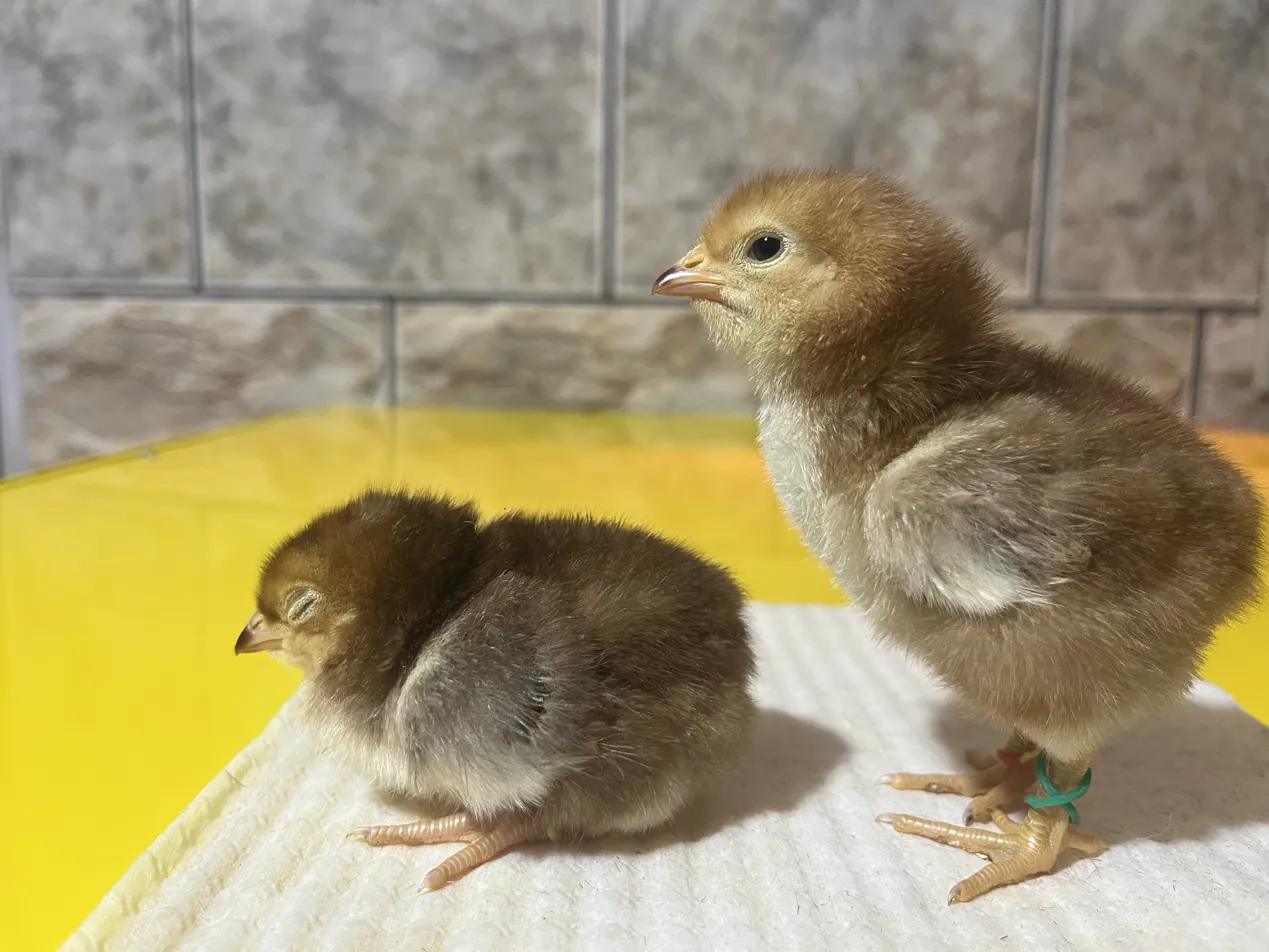 Meu pintinho Rhode Island Red tem penas escuras nas asas. É normal?