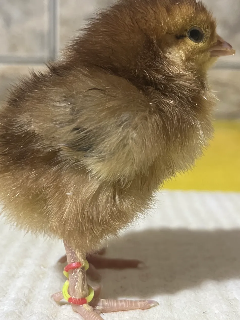 Meu Rhode Island Red nasceu com pena no pé. É defeito?